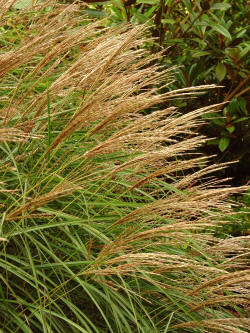 Miscanthus sinensis Yakushima Dwarf - Ornamental Grass